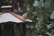 C-Grünfink-005.jpg